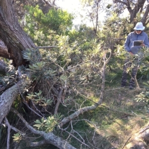 Banksia integrifolia subsp. integrifolia at North Tura - 14 May 2020