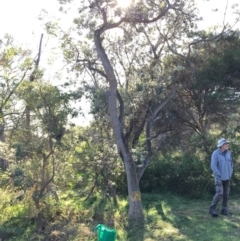 Banksia integrifolia subsp. integrifolia (Coast Banksia) at North Tura - 14 May 2020 by Carine