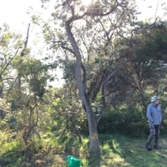 Banksia integrifolia subsp. integrifolia (Coast Banksia) at North Tura Coastal Reserve - 14 May 2020 by Carine