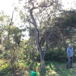 Banksia integrifolia subsp. integrifolia at Tura Beach, NSW - 14 May 2020