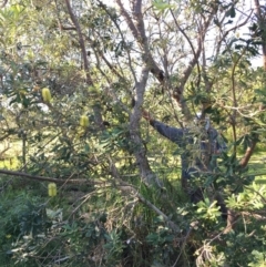 Banksia integrifolia subsp. integrifolia (Coast Banksia) at Tura Beach, NSW - 14 May 2020 by Carine