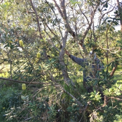 Banksia integrifolia subsp. integrifolia (Coast Banksia) at North Tura Coastal Reserve - 14 May 2020 by Carine