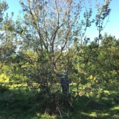 Banksia integrifolia subsp. integrifolia at North Tura - 14 May 2020