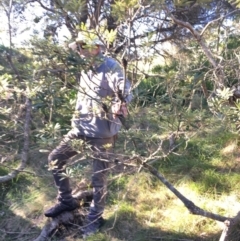 Banksia integrifolia subsp. integrifolia (Coast Banksia) at North Tura - 14 May 2020 by Carine