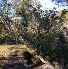 Banksia integrifolia subsp. integrifolia (Coast Banksia) at North Tura Coastal Reserve - 14 May 2020 by Carine