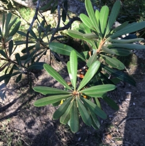 Banksia integrifolia subsp. integrifolia at North Tura - 14 May 2020