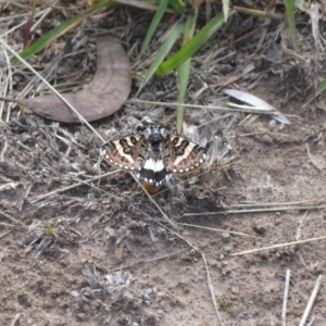 Apina callisto at Gowrie, ACT - 14 Apr 2020