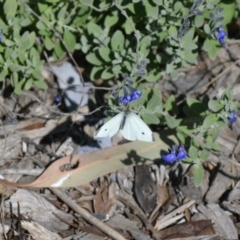 Pieris rapae (Cabbage White) at Gowrie, ACT - 18 Apr 2020 by BBDvoc