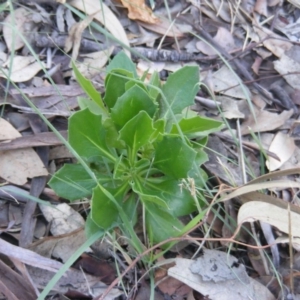 Dimorphotheca ecklonis at Fadden, ACT - 14 May 2020 12:41 PM