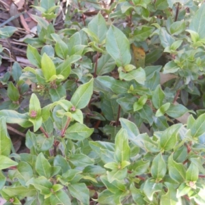 Viburnum tinus at Fadden, ACT - 14 May 2020