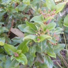 Viburnum tinus at Fadden, ACT - 14 May 2020 12:44 PM