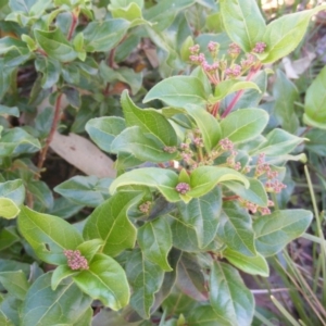 Viburnum tinus at Fadden, ACT - 14 May 2020