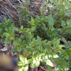 Viburnum tinus at Fadden, ACT - 14 May 2020 12:44 PM