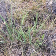 Dianella sp. aff. longifolia (Benambra) (Pale Flax Lily, Blue Flax Lily) at Monash, ACT - 14 May 2020 by MichaelMulvaney