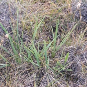 Dianella sp. aff. longifolia (Benambra) at Monash, ACT - 14 May 2020 12:55 PM