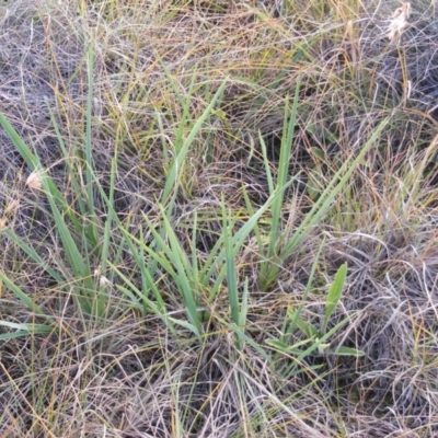 Dianella sp. aff. longifolia (Benambra) (Pale Flax Lily, Blue Flax Lily) at Tuggeranong Creek to Monash Grassland - 14 May 2020 by MichaelMulvaney