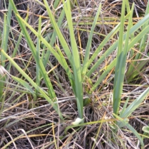 Dianella sp. aff. longifolia (Benambra) at Monash, ACT - 14 May 2020