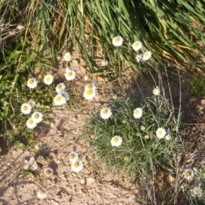 Leucochrysum albicans subsp. tricolor at Monash, ACT - 14 May 2020