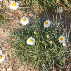 Leucochrysum albicans subsp. tricolor at Monash, ACT - 14 May 2020