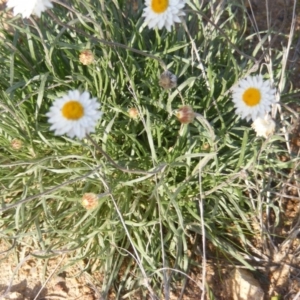 Leucochrysum albicans subsp. tricolor at Monash, ACT - 14 May 2020