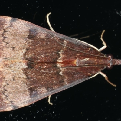 Uresiphita ornithopteralis (Tree Lucerne Moth) at Ainslie, ACT - 14 May 2020 by jb2602