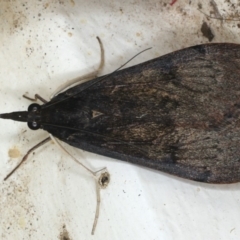 Uresiphita ornithopteralis at Ainslie, ACT - 14 May 2020