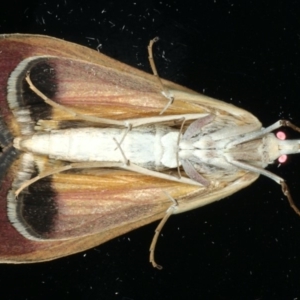 Uresiphita ornithopteralis at Ainslie, ACT - 14 May 2020