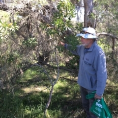 Banksia integrifolia subsp. integrifolia (Coast Banksia) at North Tura - 14 May 2020 by Carine