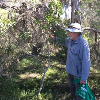 Banksia integrifolia subsp. integrifolia (Coast Banksia) at North Tura Coastal Reserve - 14 May 2020 by Carine