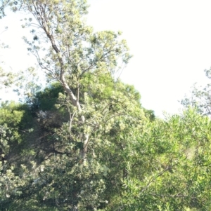 Banksia integrifolia subsp. integrifolia at North Tura - 14 May 2020