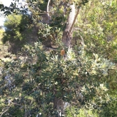 Banksia integrifolia subsp. integrifolia at North Tura - 14 May 2020 03:01 PM