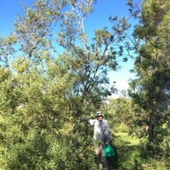 Banksia integrifolia subsp. integrifolia (Coast Banksia) at North Tura Coastal Reserve - 14 May 2020 by Carine