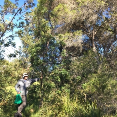 Banksia integrifolia subsp. integrifolia (Coast Banksia) at North Tura - 14 May 2020 by Carine