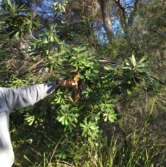 Banksia integrifolia subsp. integrifolia (Coast Banksia) at North Tura Coastal Reserve - 14 May 2020 by Carine