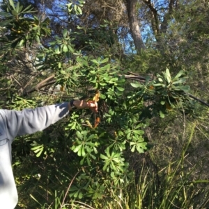 Banksia integrifolia subsp. integrifolia at North Tura - 14 May 2020