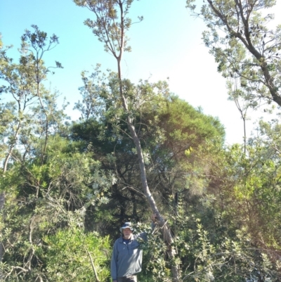 Banksia integrifolia subsp. integrifolia (Coast Banksia) at North Tura Coastal Reserve - 14 May 2020 by Carine