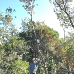 Banksia integrifolia subsp. integrifolia (Coast Banksia) at North Tura Coastal Reserve - 14 May 2020 by Carine