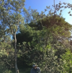 Banksia integrifolia subsp. integrifolia (Coast Banksia) at North Tura - 14 May 2020 by Carine