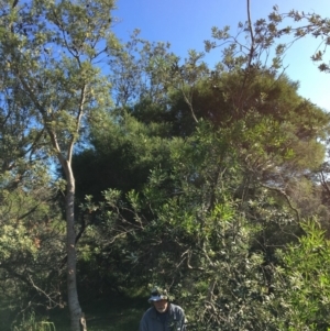 Banksia integrifolia subsp. integrifolia at North Tura - 14 May 2020