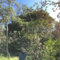 Banksia integrifolia subsp. integrifolia at North Tura - 14 May 2020