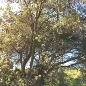 Banksia integrifolia subsp. integrifolia at Tura Beach, NSW - 14 May 2020