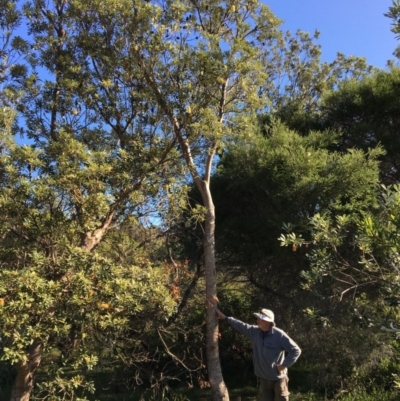 Banksia integrifolia subsp. integrifolia (Coast Banksia) at North Tura - 14 May 2020 by Carine