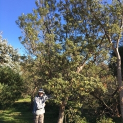 Banksia integrifolia subsp. integrifolia (Coast Banksia) at Tura Beach, NSW - 14 May 2020 by Carine