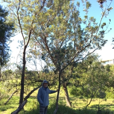 Banksia integrifolia subsp. integrifolia (Coast Banksia) at Tura Beach, NSW - 14 May 2020 by Carine