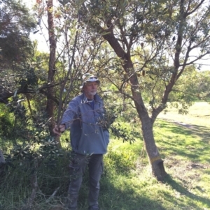 Banksia integrifolia subsp. integrifolia at North Tura - 14 May 2020