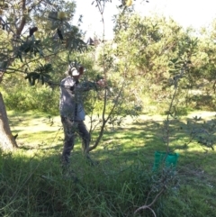 Banksia integrifolia subsp. integrifolia at North Tura - 14 May 2020