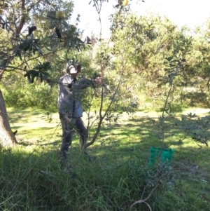 Banksia integrifolia subsp. integrifolia at North Tura - 14 May 2020