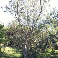 Banksia integrifolia subsp. integrifolia (Coast Banksia) at Tura Beach, NSW - 14 May 2020 by Carine