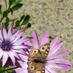 Junonia villida at Scullin, ACT - 27 Apr 2020 01:03 PM