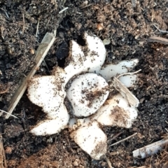 Geastrum sp. (genus) (An earthstar) at Scullin, ACT - 12 May 2020 by Mish90